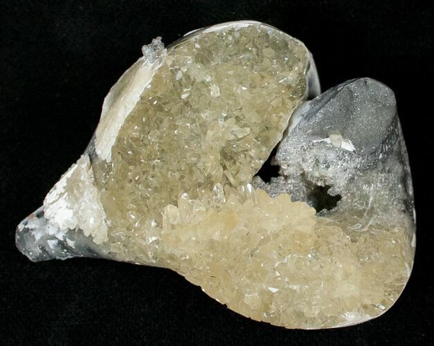 Partial Fossil Whelk With Golden Calcite Crystals - #14704